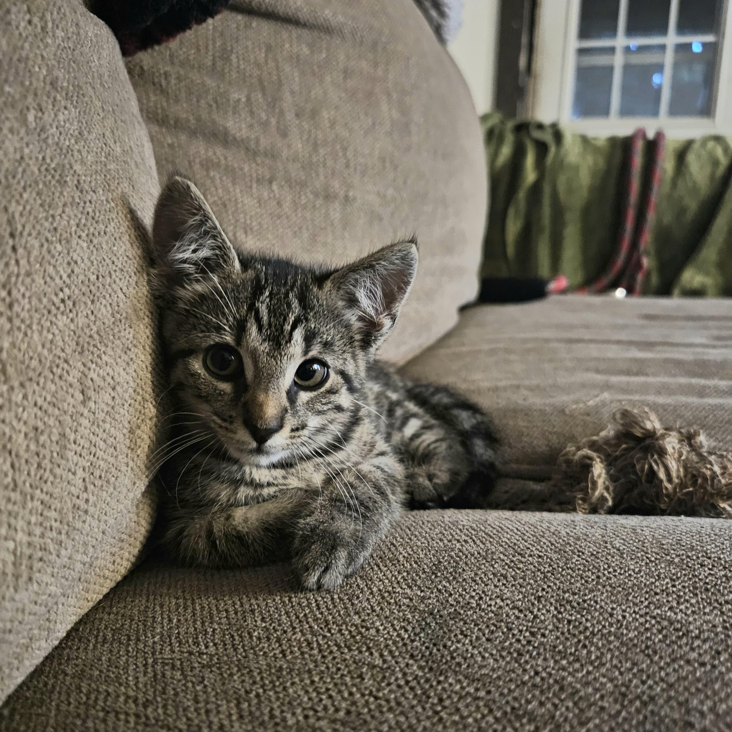 Penelope