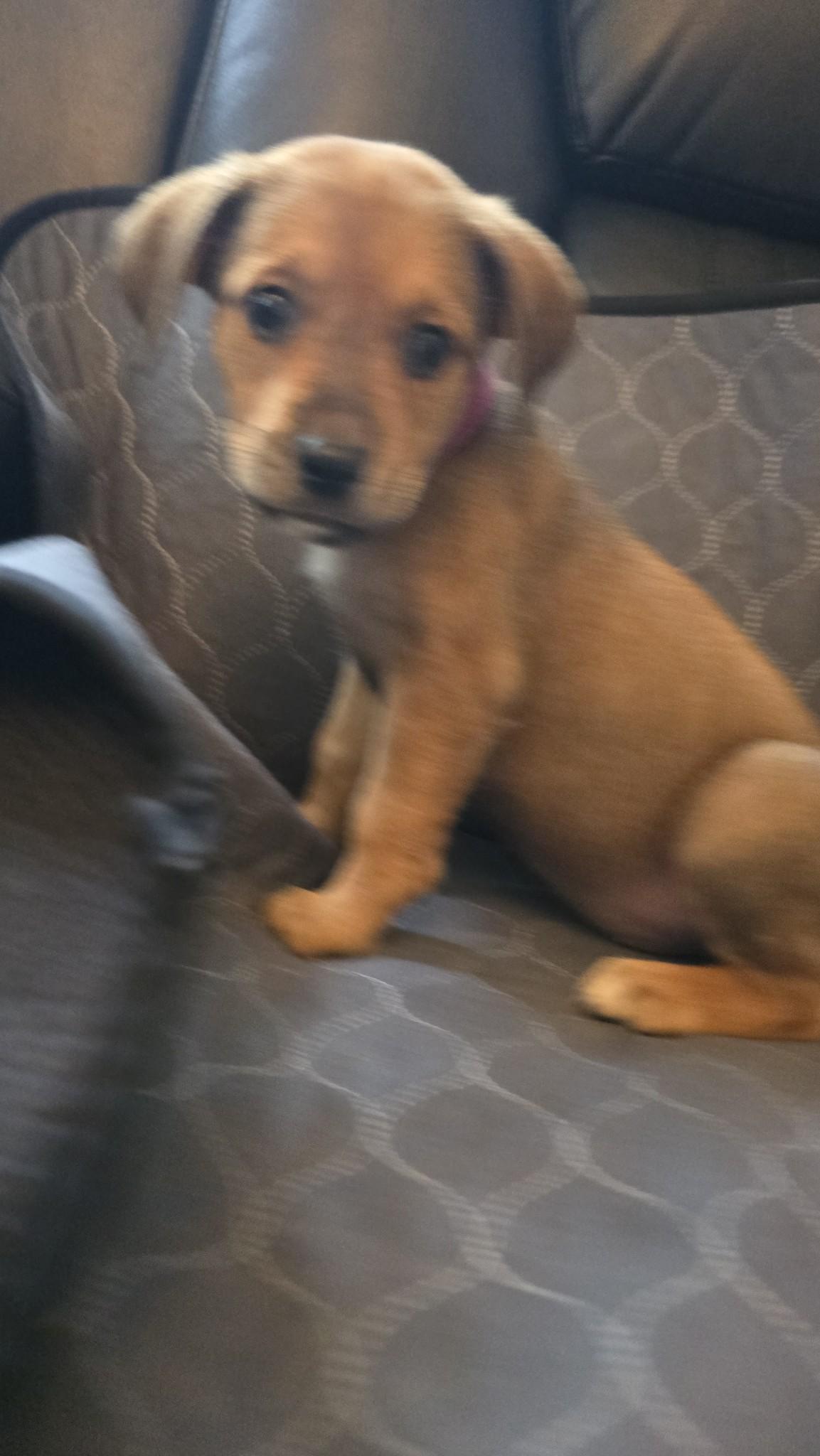 Tally's Pup Bat Girl, a Adopted Beagle in Tampa, FL image 1/3