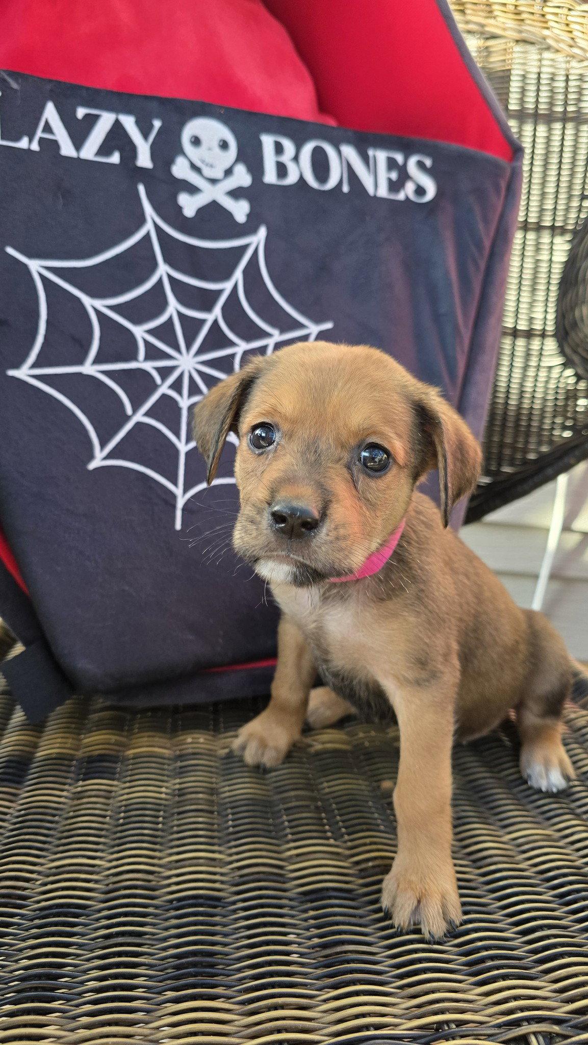 Tally's Pup Bat Girl, a Adopted Beagle in Tampa, FL image 3/3