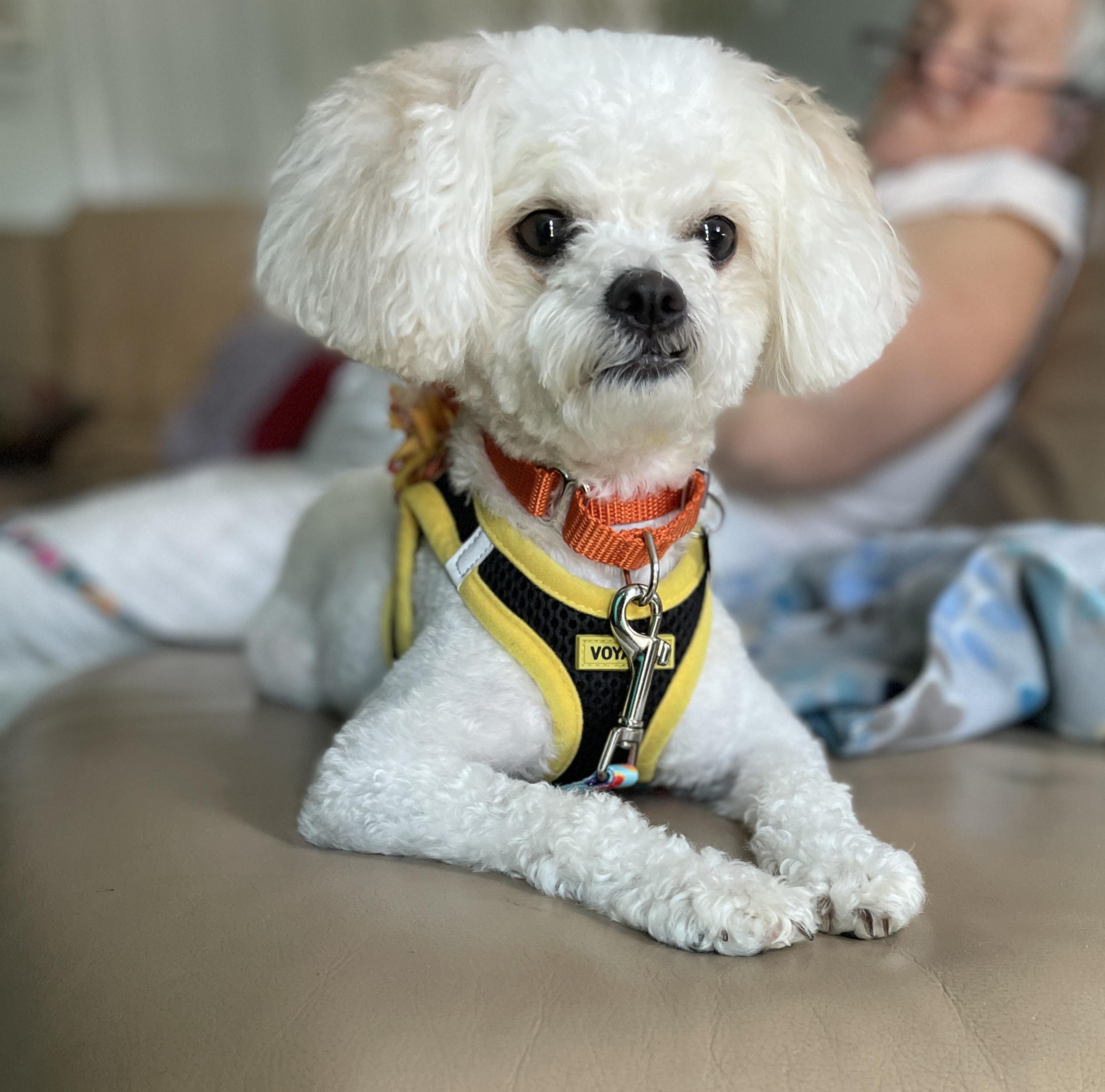Nena, ADOPTABLE, Adult Female Bichon Frise & Maltipoo.