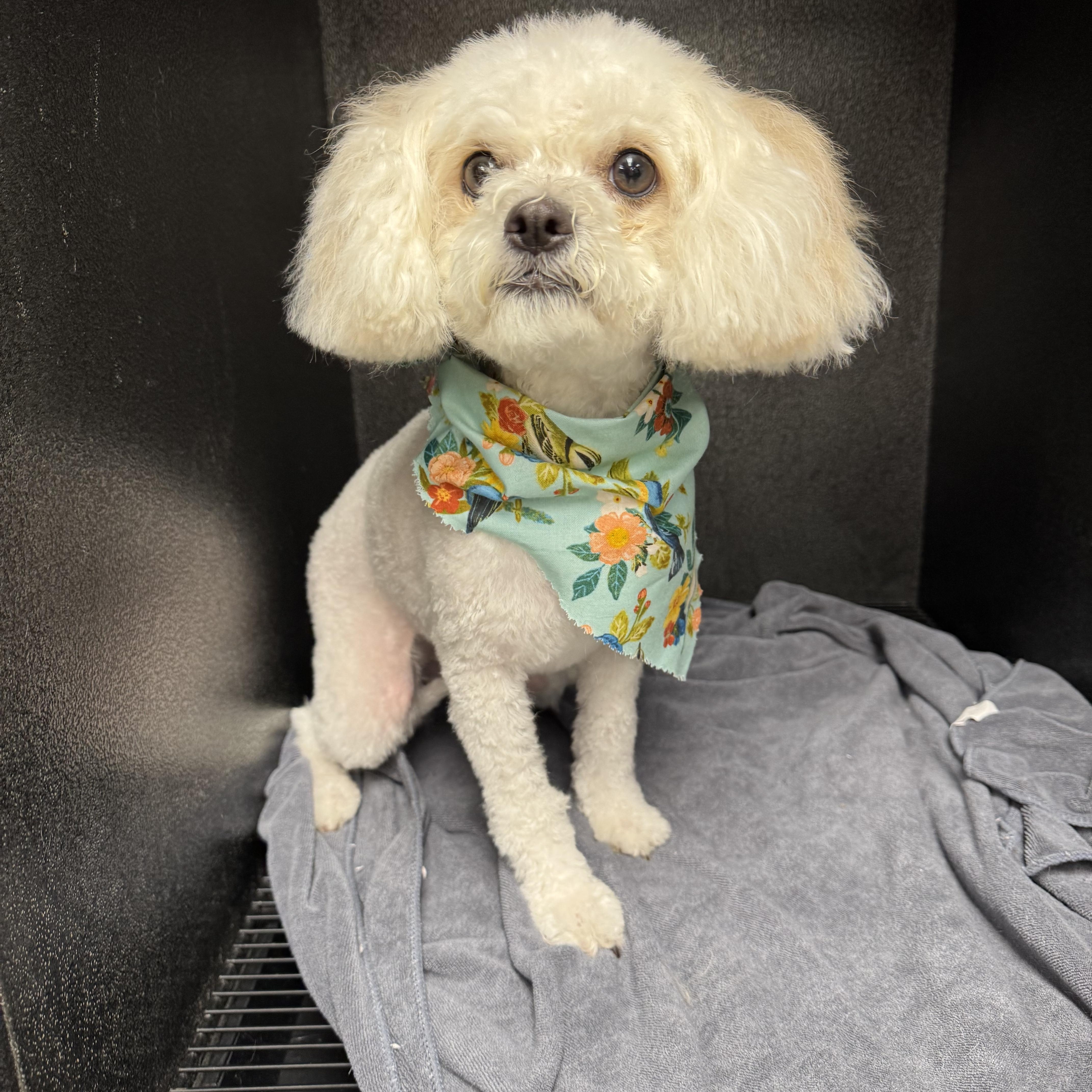 Nena, a ADOPTABLE mixed breed in Mahwah, NJ image 4/4