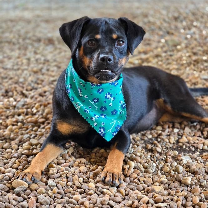 Bipsie & Noodles, a ADOPTABLE mixed breed in Phenix City, AL image 2/3