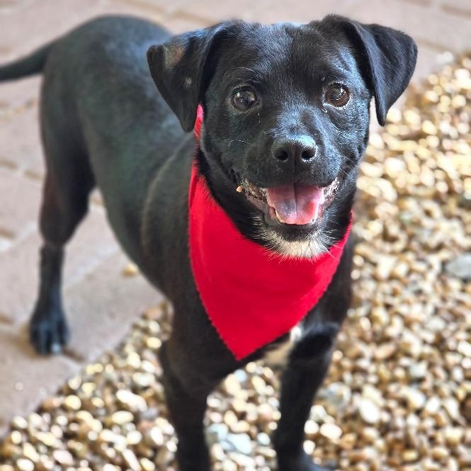 Bipsie & Noodles, a ADOPTABLE mixed breed in Phenix City, AL image 3/3