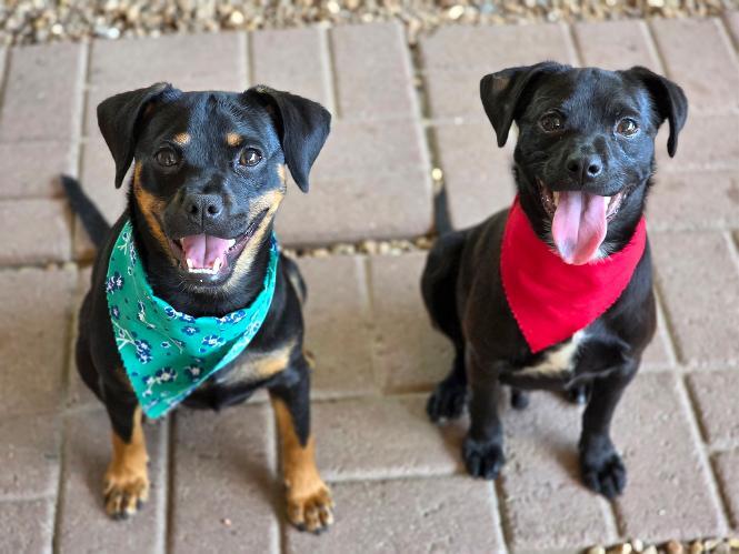 Bipsie & Noodles, ADOPTABLE, Young Female Chihuahua & Pug.