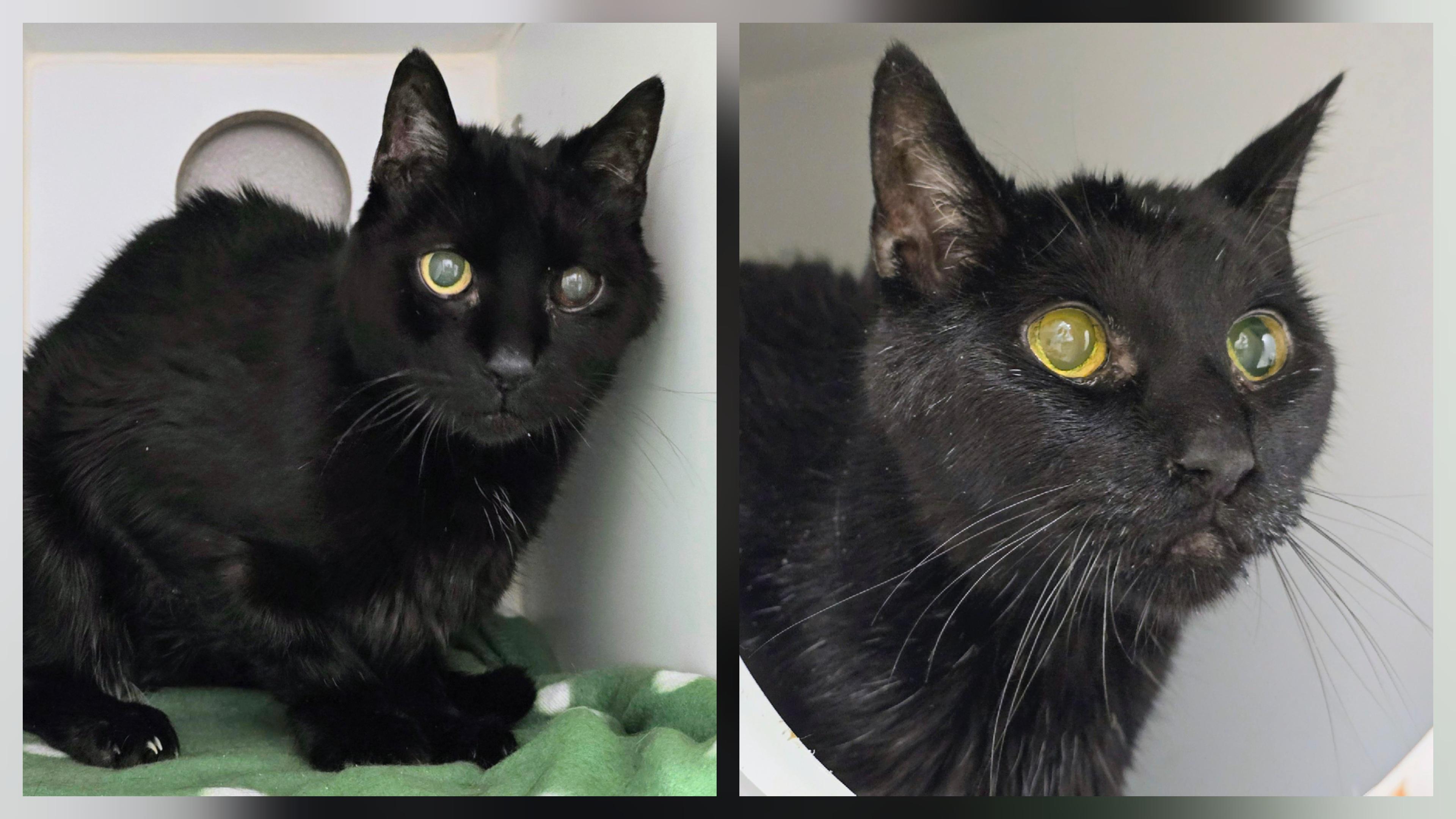 5-478 Jeter & 5-479 Scooter