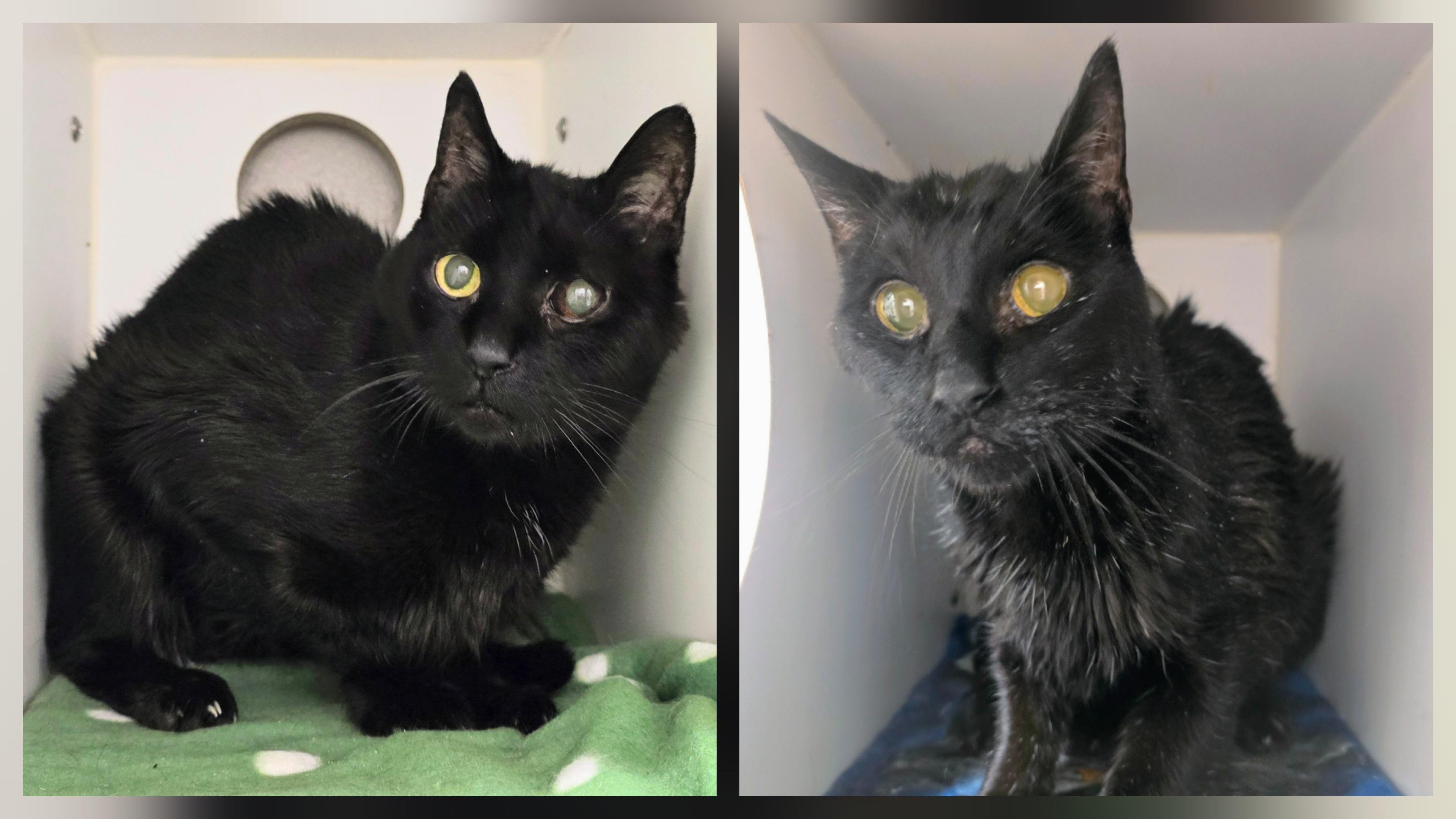 5-478 Jeter & 5-479 Scooter