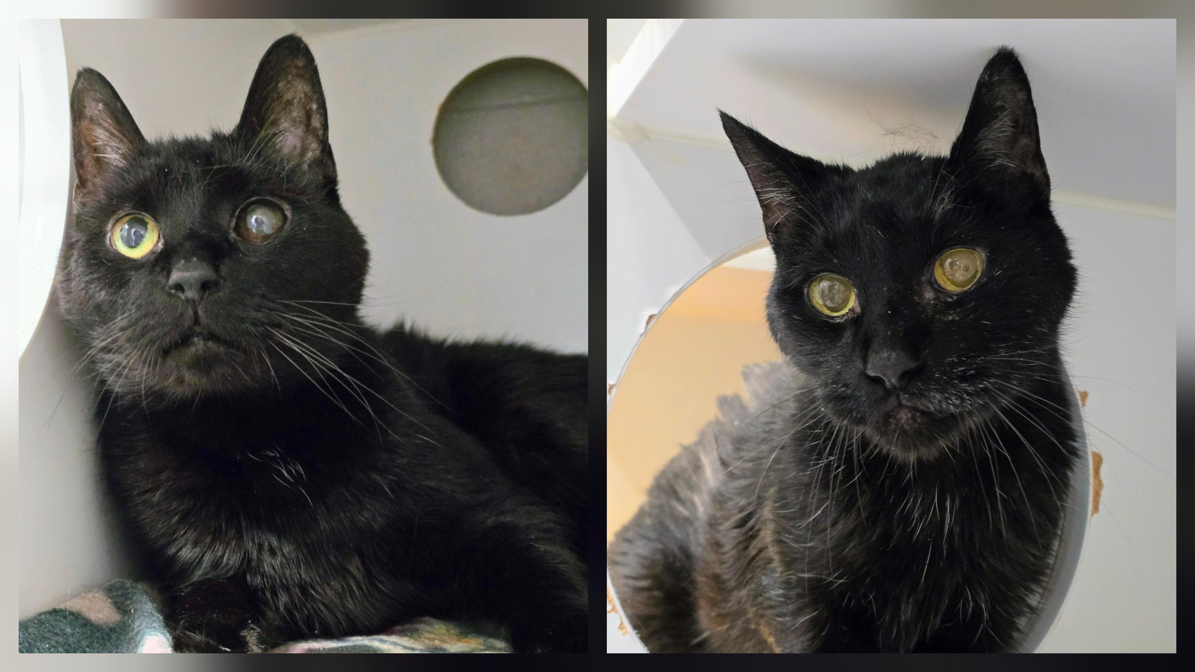 5-478 Jeter & 5-479 Scooter