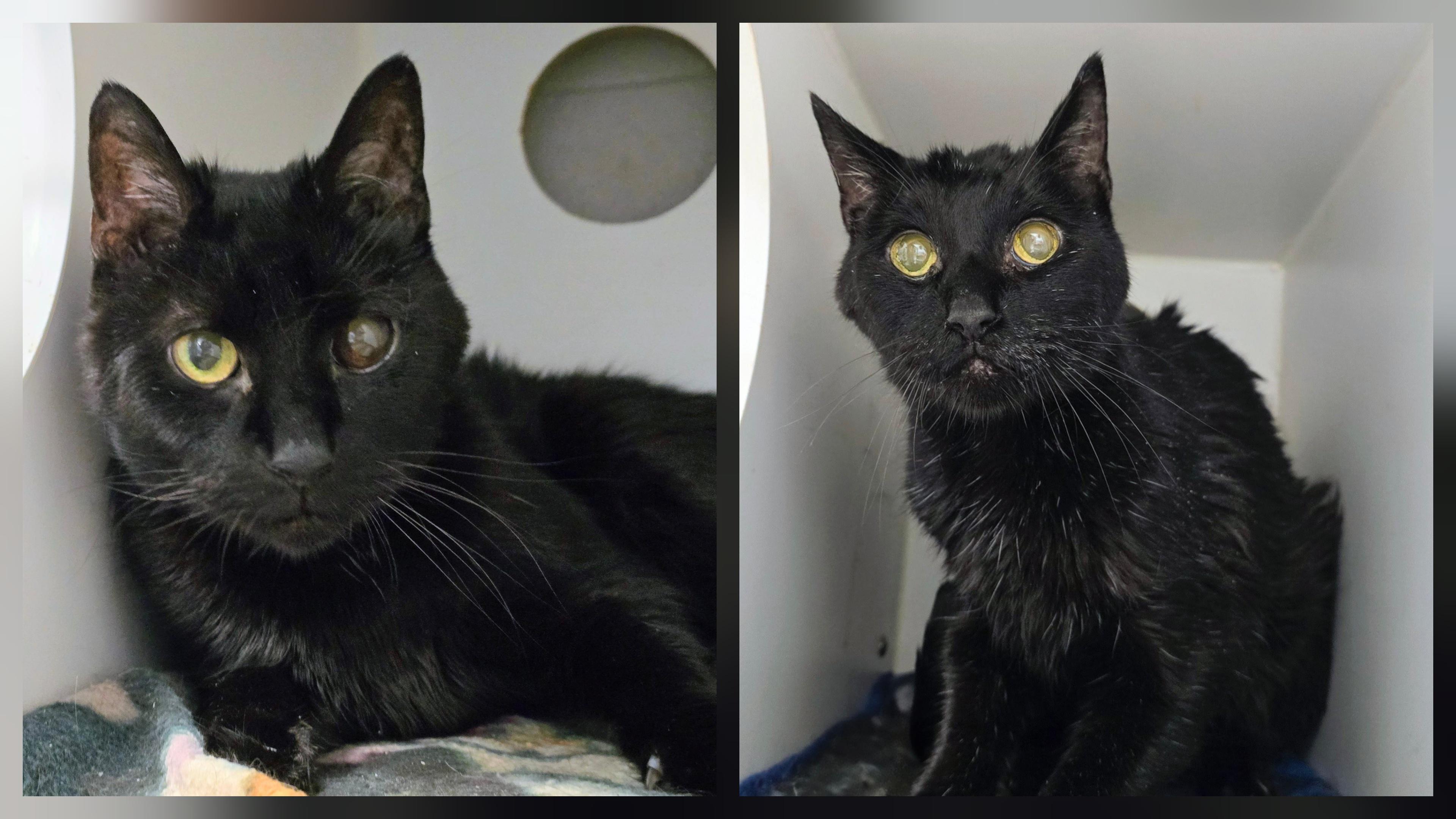 5-478 Jeter & 5-479 Scooter