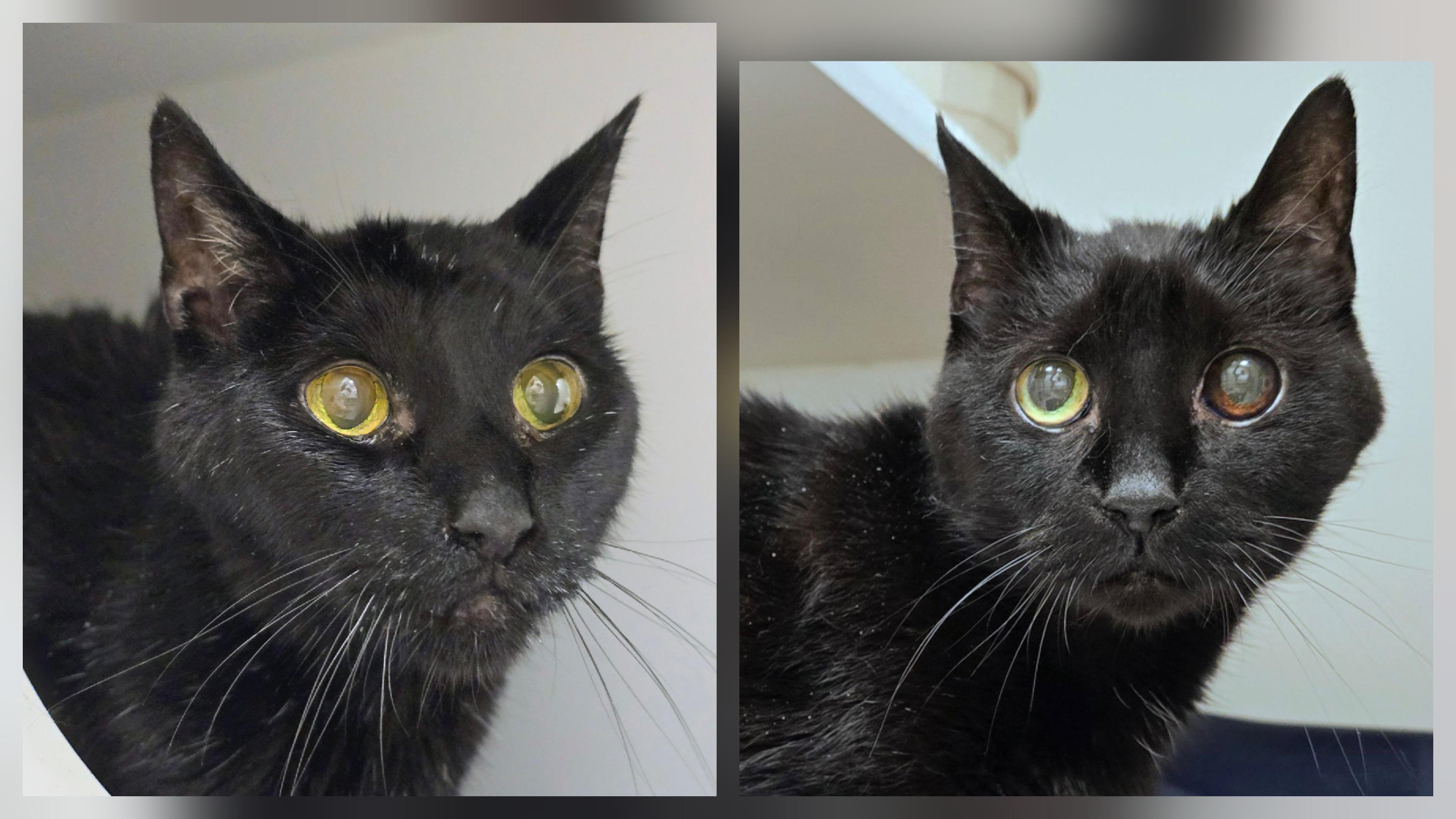 5-478 Jeter & 5-479 Scooter