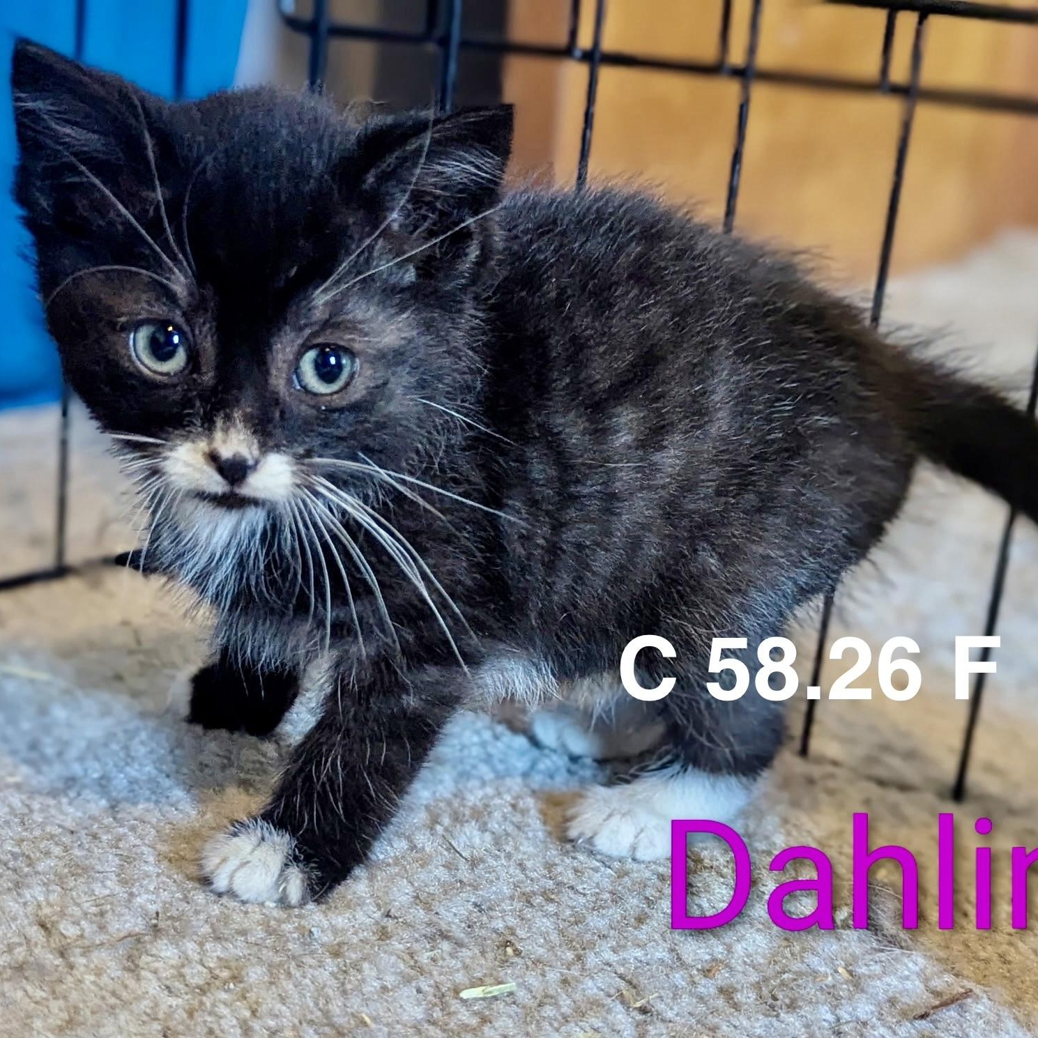 Foster Dahlin, Adoptable, Kitten Female Domestic Short Hair.