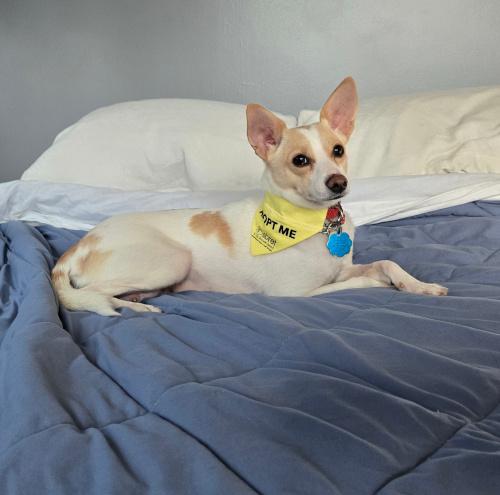 Kanga, Adoptable, Adult Female Chihuahua.