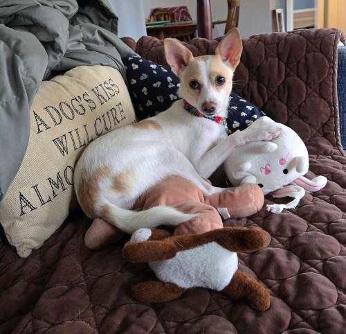 Kanga, Adoptable, Adult Female Chihuahua.