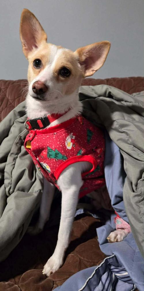 Enlarge Kanga, a Adoptable mixed breed in Knoxville, TN image 2/5