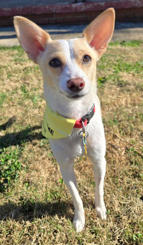 Enlarge Kanga, a Adoptable mixed breed in Knoxville, TN image 4/5
