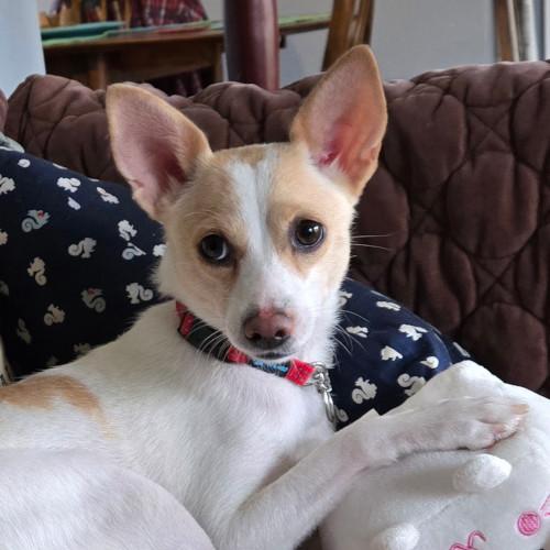 Enlarge Kanga, a Adoptable mixed breed in Knoxville, TN image 5/5