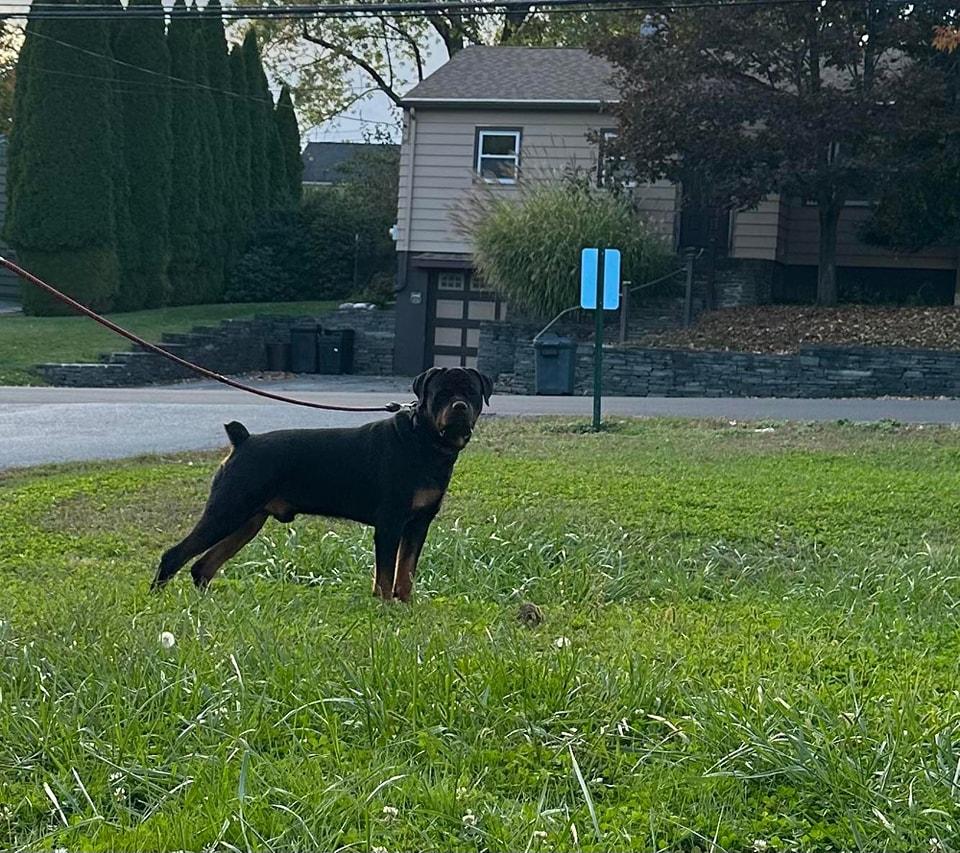 Rocky, Adoptable, Young Male Rottweiler.