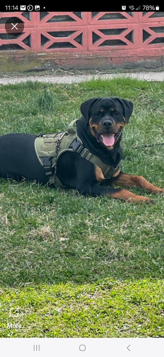 Rocky, a Adoptable Rottweiler in Cuddebackville, NY image 2/4