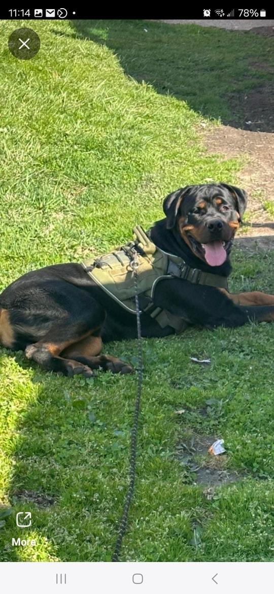 Rocky, a Adoptable Rottweiler in Cuddebackville, NY image 3/4