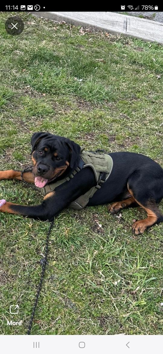 Rocky, a Adoptable Rottweiler in Cuddebackville, NY image 4/4