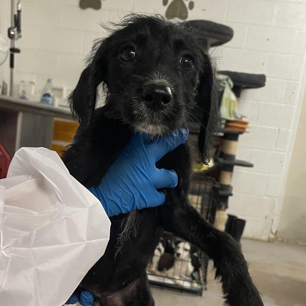 Enlarge Harlow, a Adoptable Terrier in Edinburg, TX image 1/1