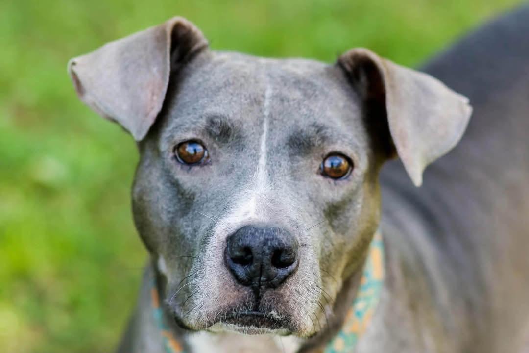 Enlarge Mama Gloria, a Adopted mixed breed in Carmel, NY image 1/6