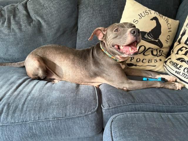 Enlarge Mama Gloria, a Adopted mixed breed in Carmel, NY image 3/6
