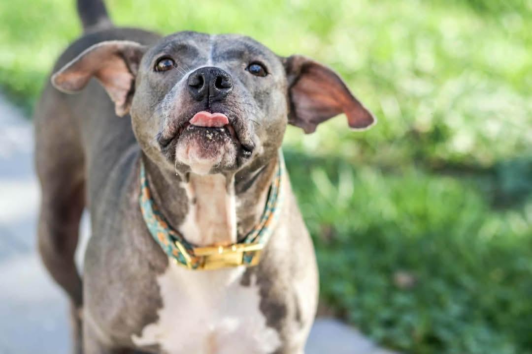 Enlarge Mama Gloria, a Adopted mixed breed in Carmel, NY image 2/6