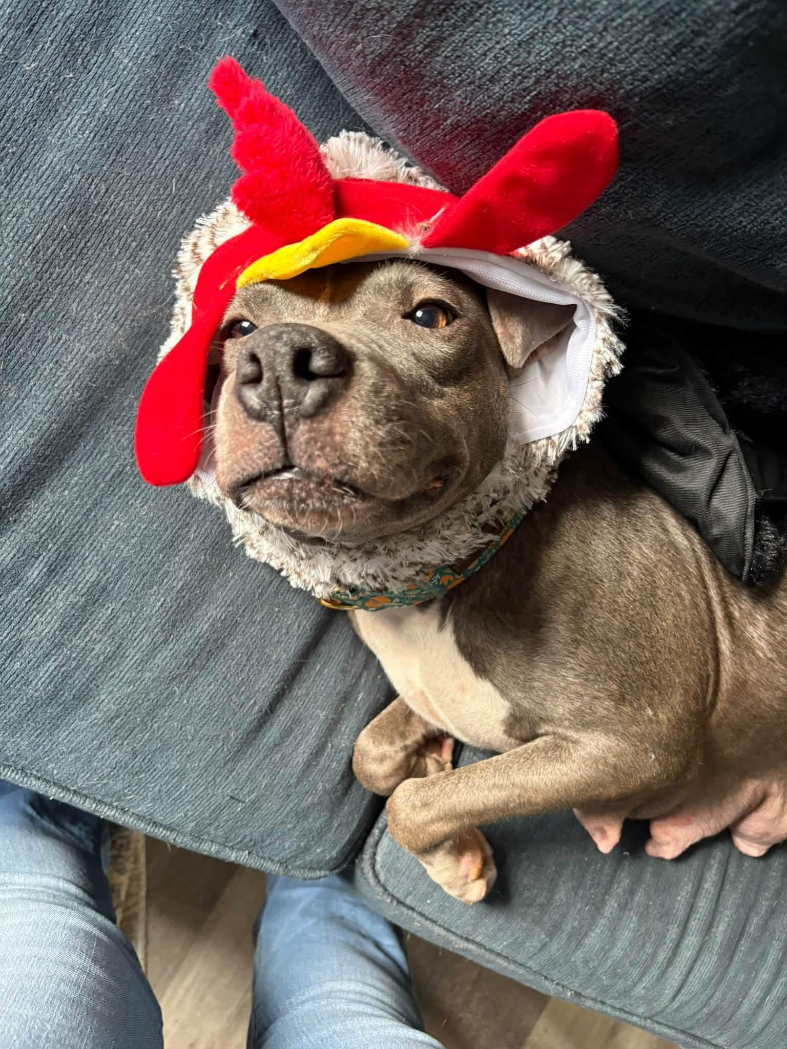 Enlarge Mama Gloria, a Adopted mixed breed in Carmel, NY image 4/6