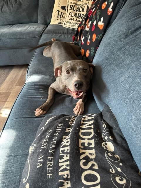 Enlarge Mama Gloria, a Adopted mixed breed in Carmel, NY image 6/6
