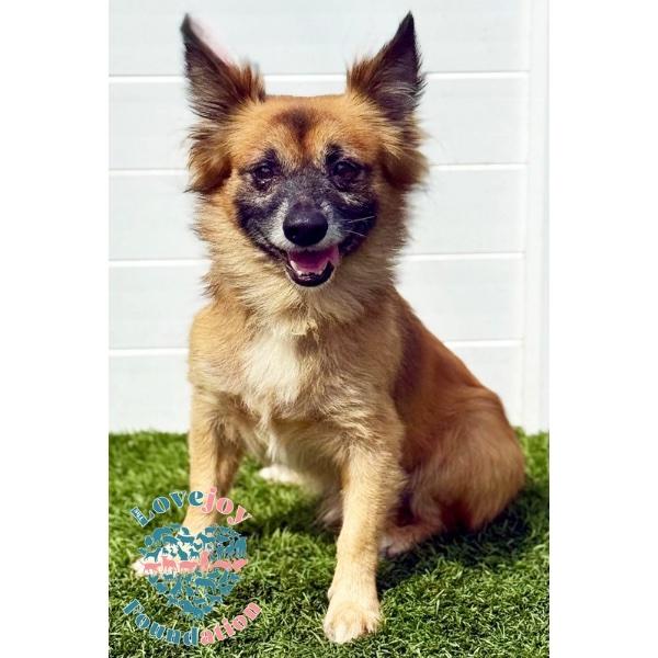 Kiki, a Adoptable mixed breed in Inglewood, CA image 2/3