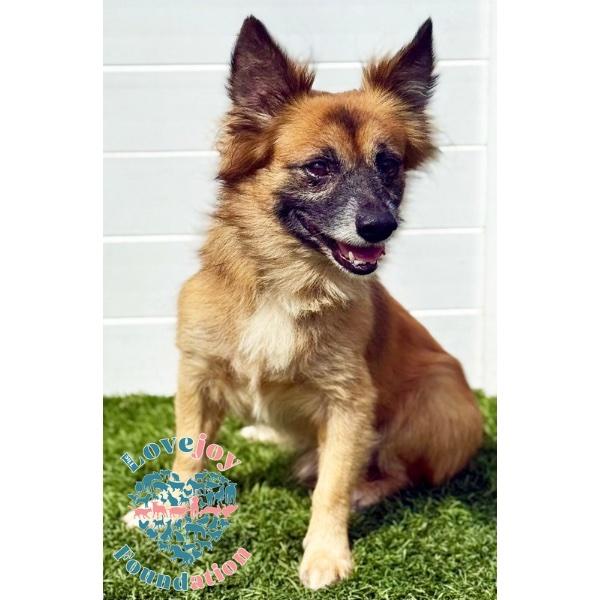 Kiki, a Adoptable mixed breed in Inglewood, CA image 3/3