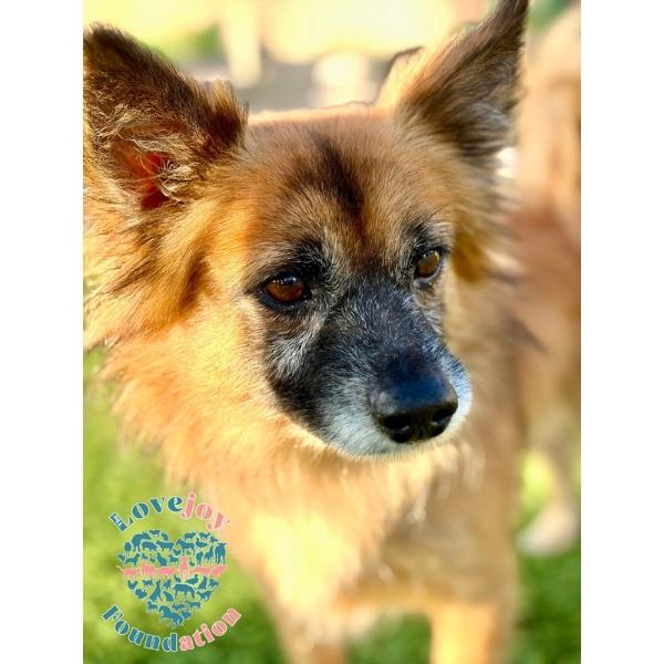 Kiki, a Adoptable mixed breed in Inglewood, CA image 1/3