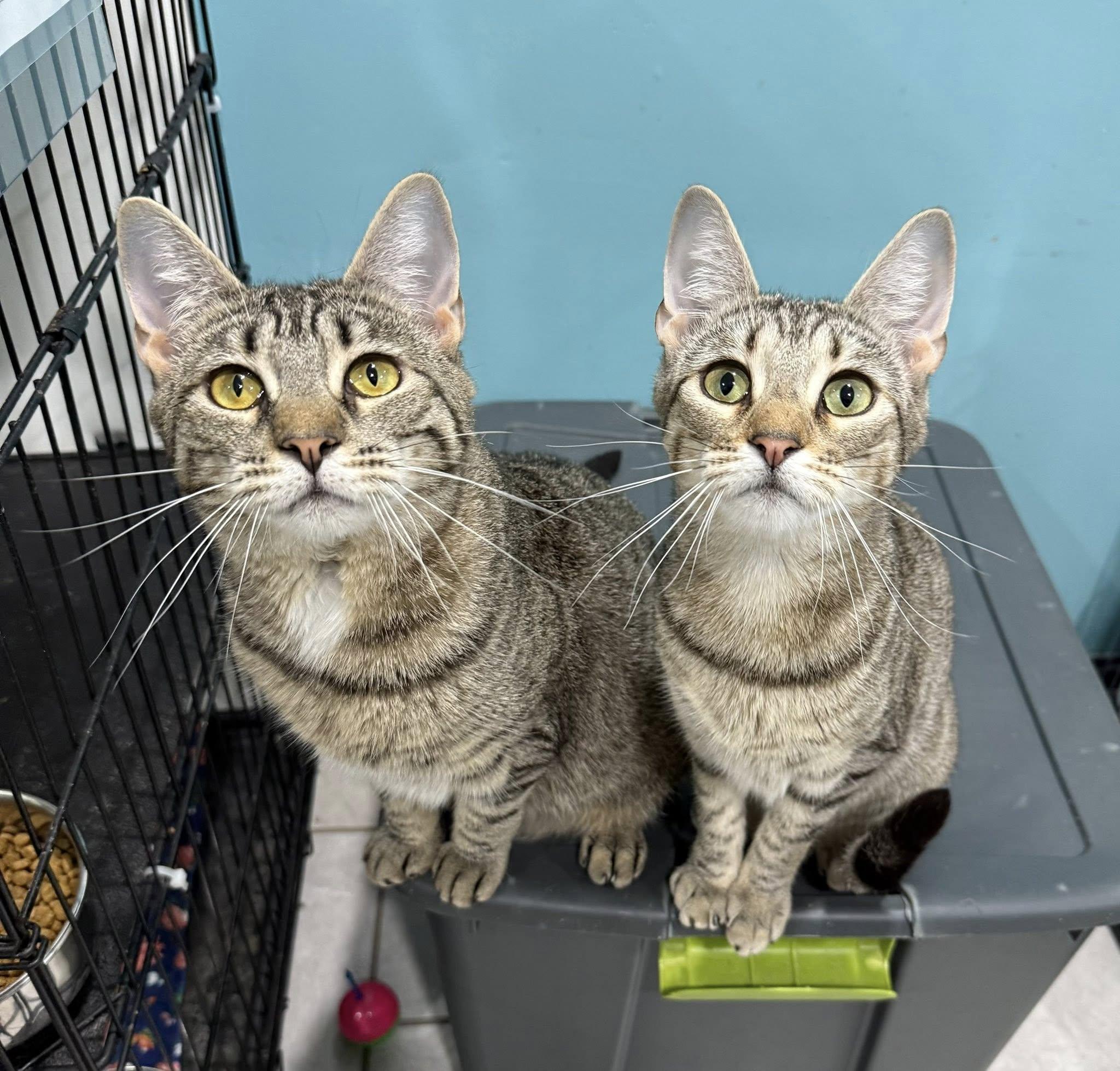 Enlarge Katherine & Ada- BONDED PAIR, a Adoptable Domestic Short Hair in Woodstock, CT image 1/1