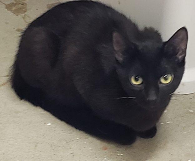 Carmen, an adoptable Domestic Short Hair in Kenai, AK, 99611 | Photo Image 1
