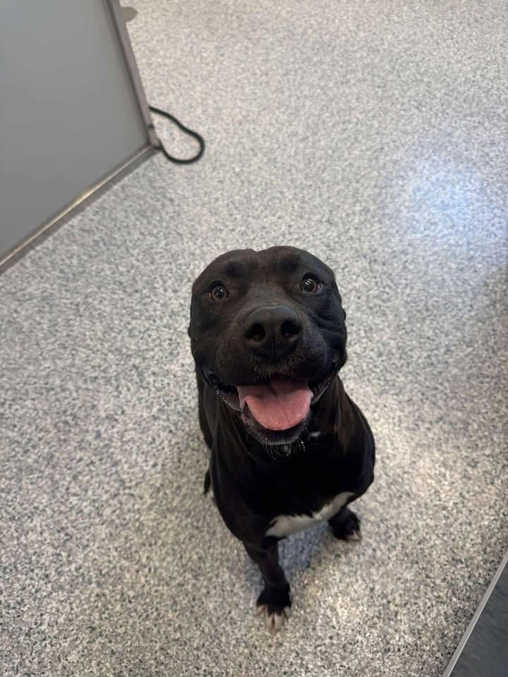 Choco, a Adoptable mixed breed in Prineville, OR image 6/6