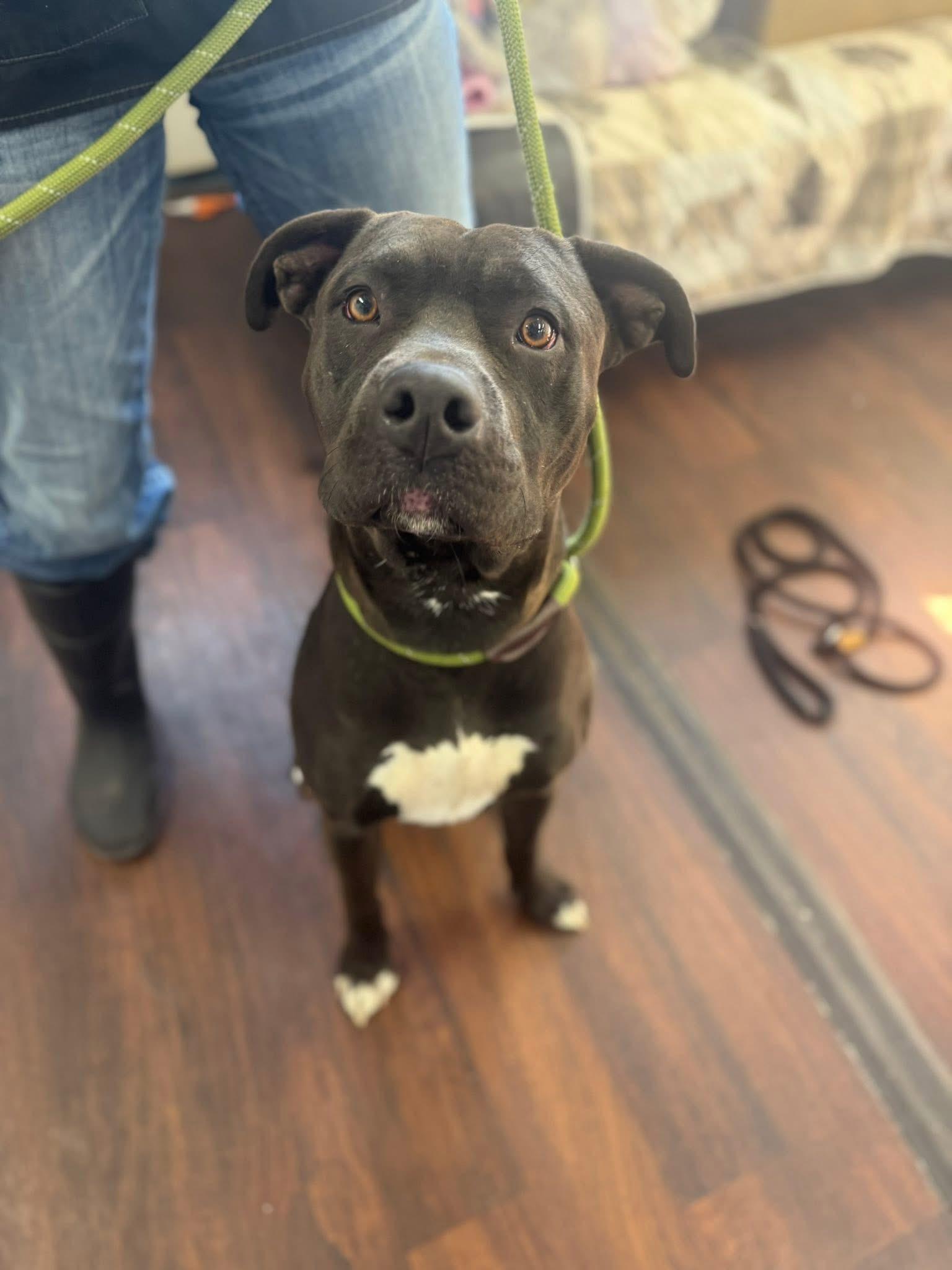 Choco, a Adoptable mixed breed in Prineville, OR image 2/6