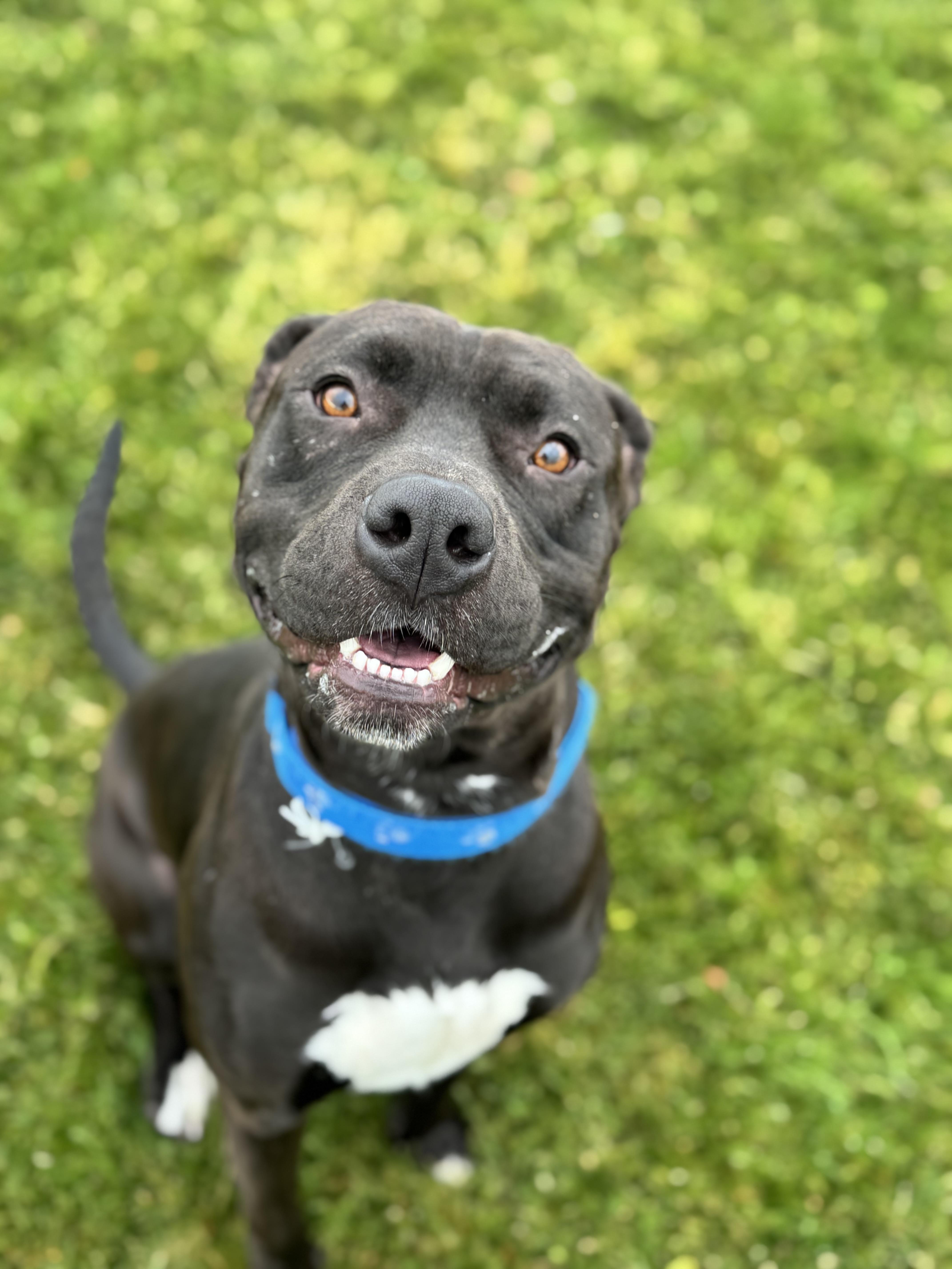 Choco, a Adoptable mixed breed in Prineville, OR image 3/6