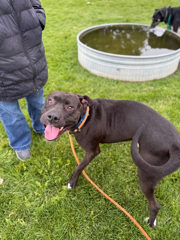 Choco, a Adoptable mixed breed in Prineville, OR image 5/6