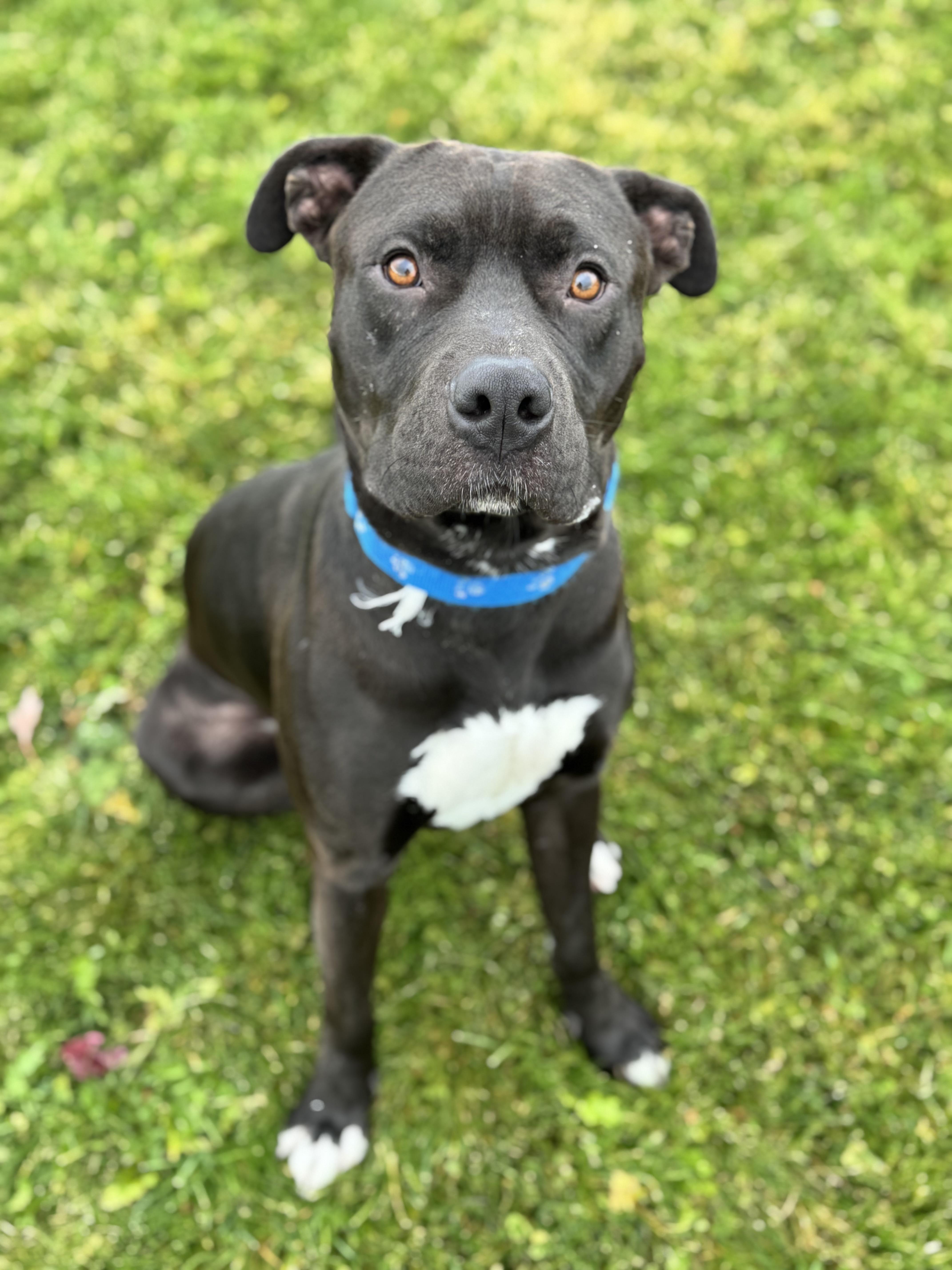 Choco, an adoptable Pit Bull Terrier in Prineville, OR, 97754 | Photo Image 1