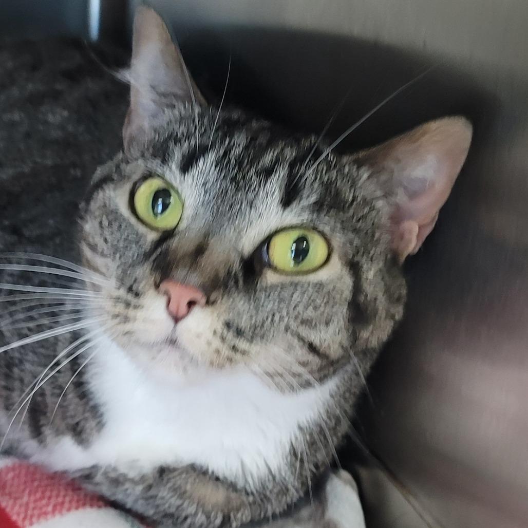 Winnie, Adoptable, Adult Female Domestic Short Hair & Domestic Short Hair.