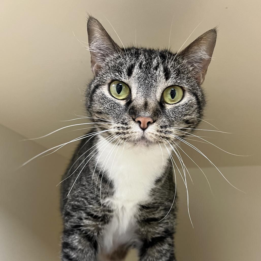 Enlarge Winnie, a Adoptable mixed breed in La Grange, KY image 2/2