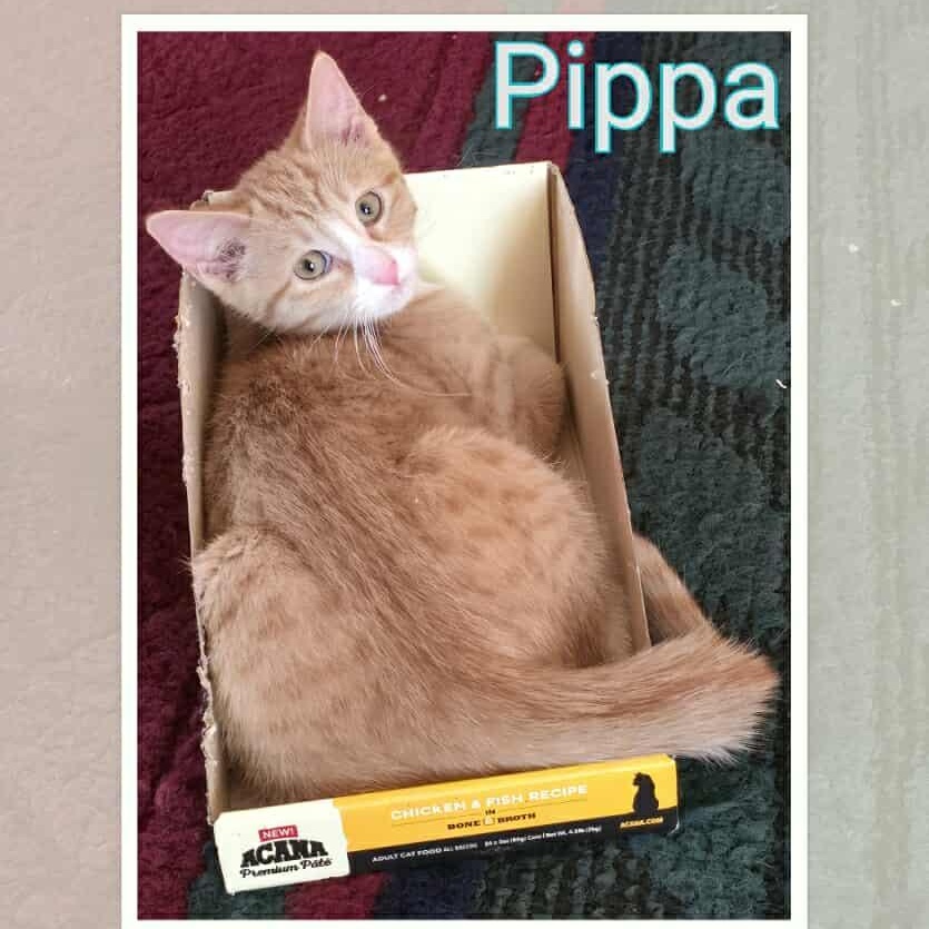 Pippa