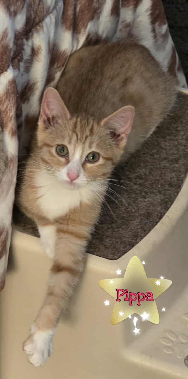 Pippa