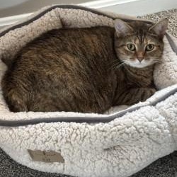 Enlarge Pumpkin, a ADOPTABLE Domestic Short Hair in Annapolis, MD image 2/3