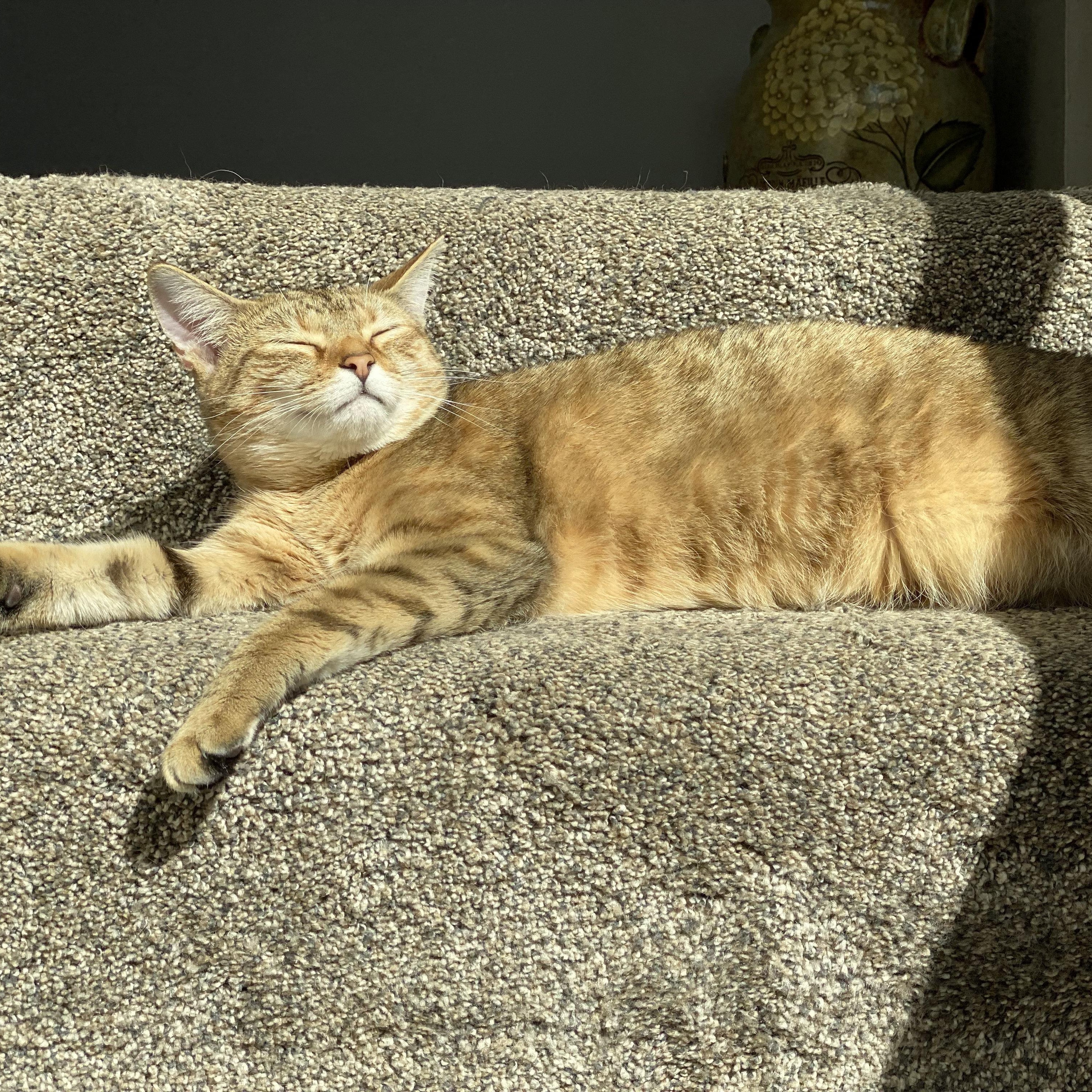 Pumpkin, ADOPTABLE, Adult Female Domestic Short Hair.