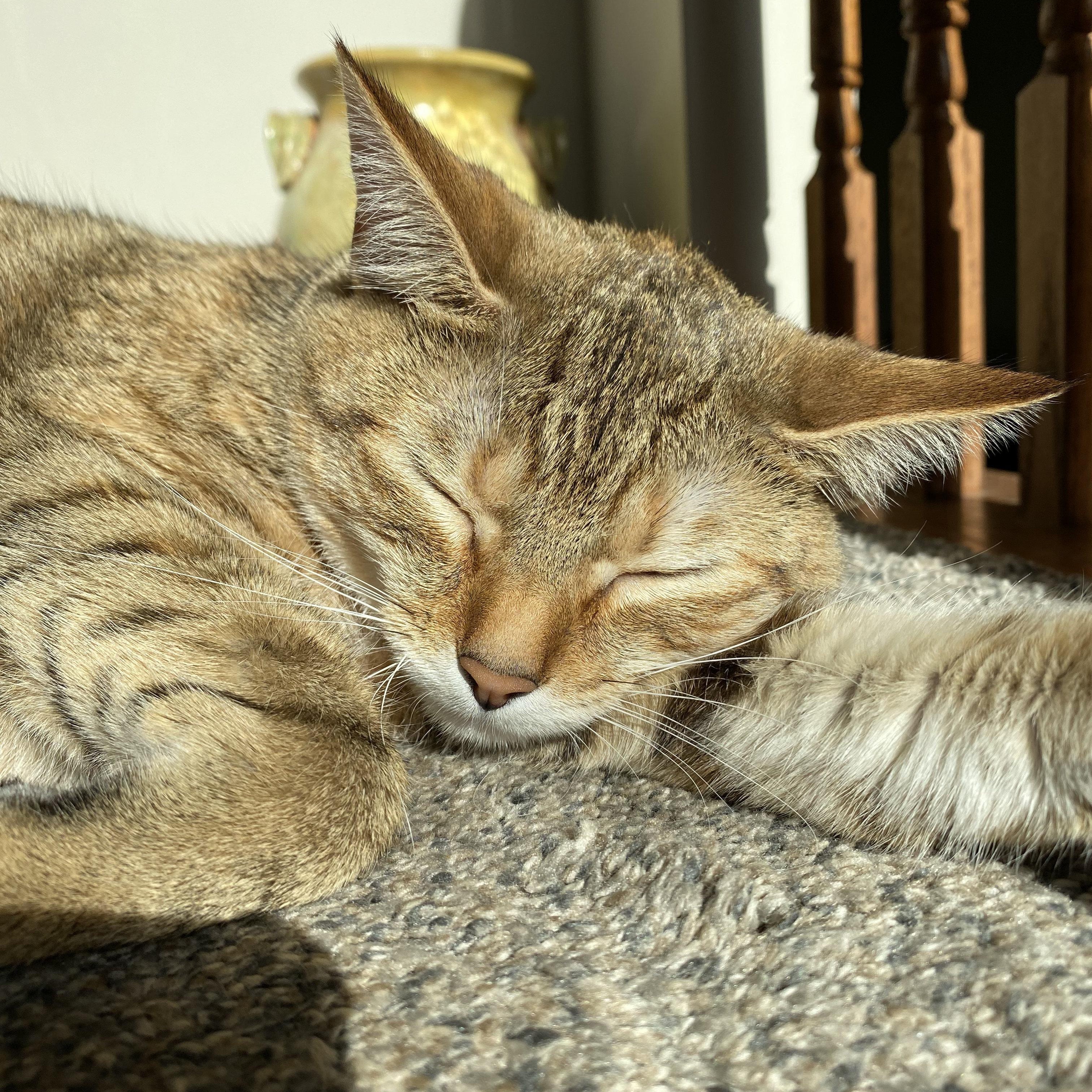 Enlarge Pumpkin, a ADOPTABLE Domestic Short Hair in Annapolis, MD image 3/3