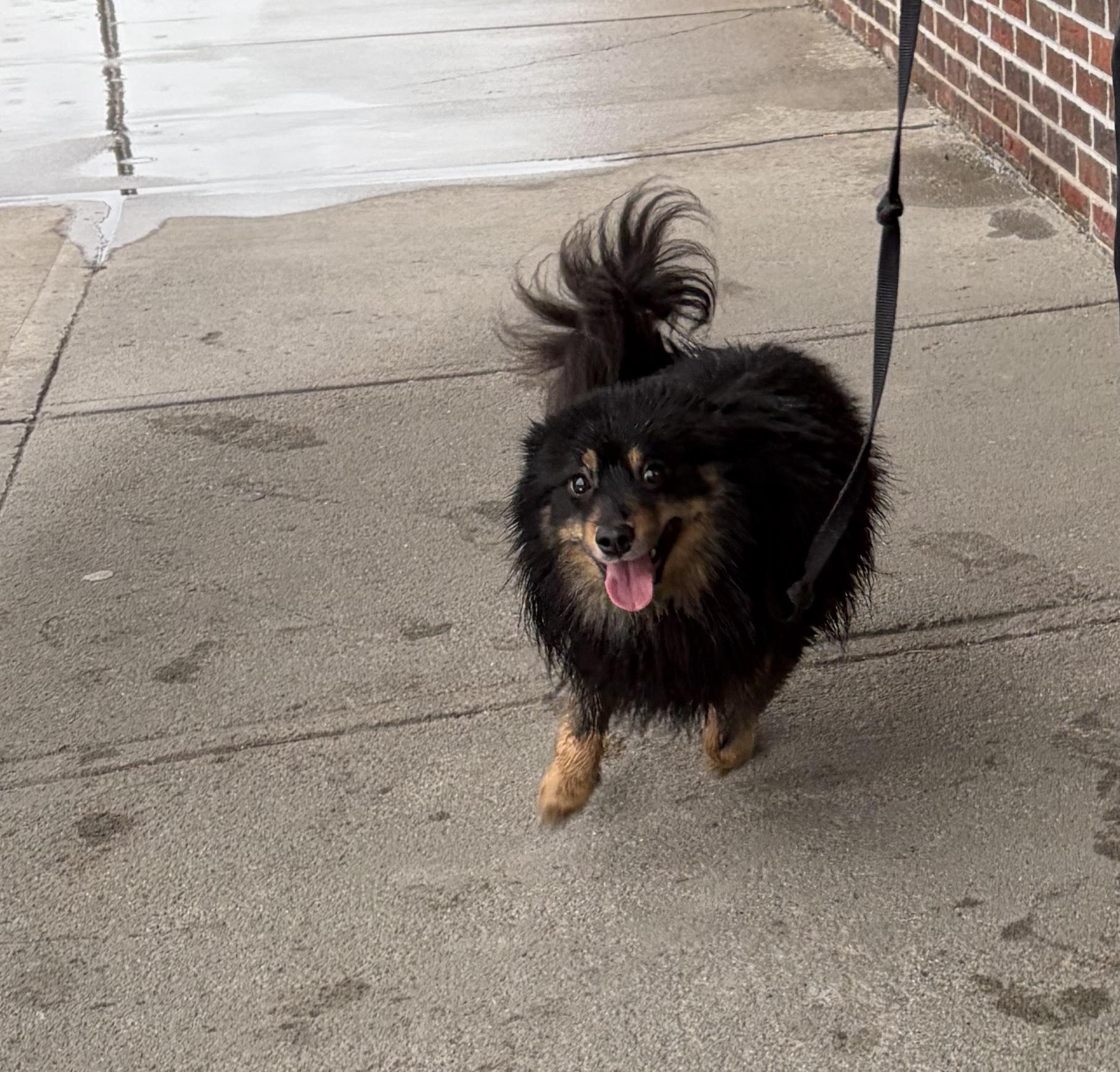 Scout, an adopted mixed breed in Rensselaer, NY image 2/2