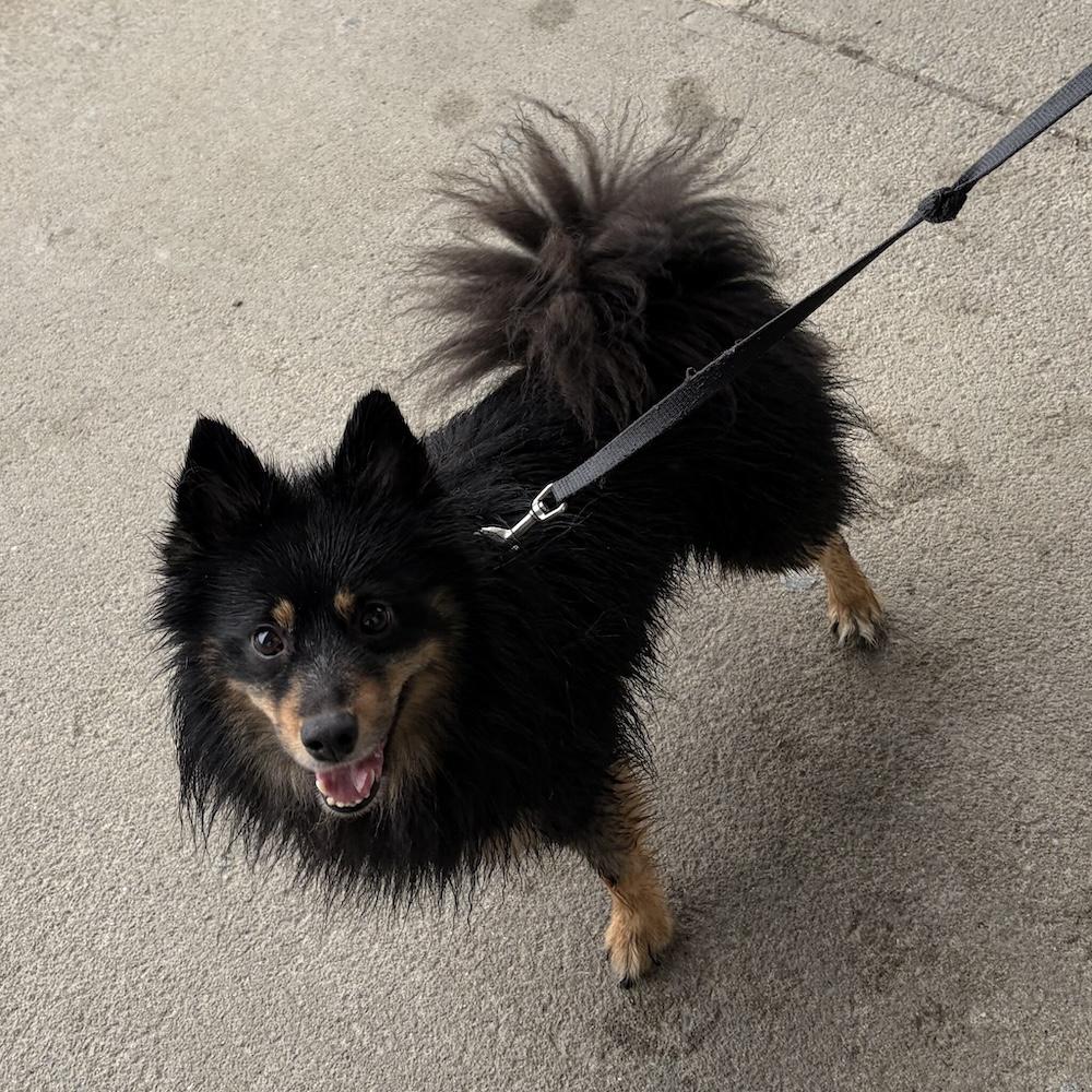Scout, an adopted mixed breed in Rensselaer, NY image 1/2
