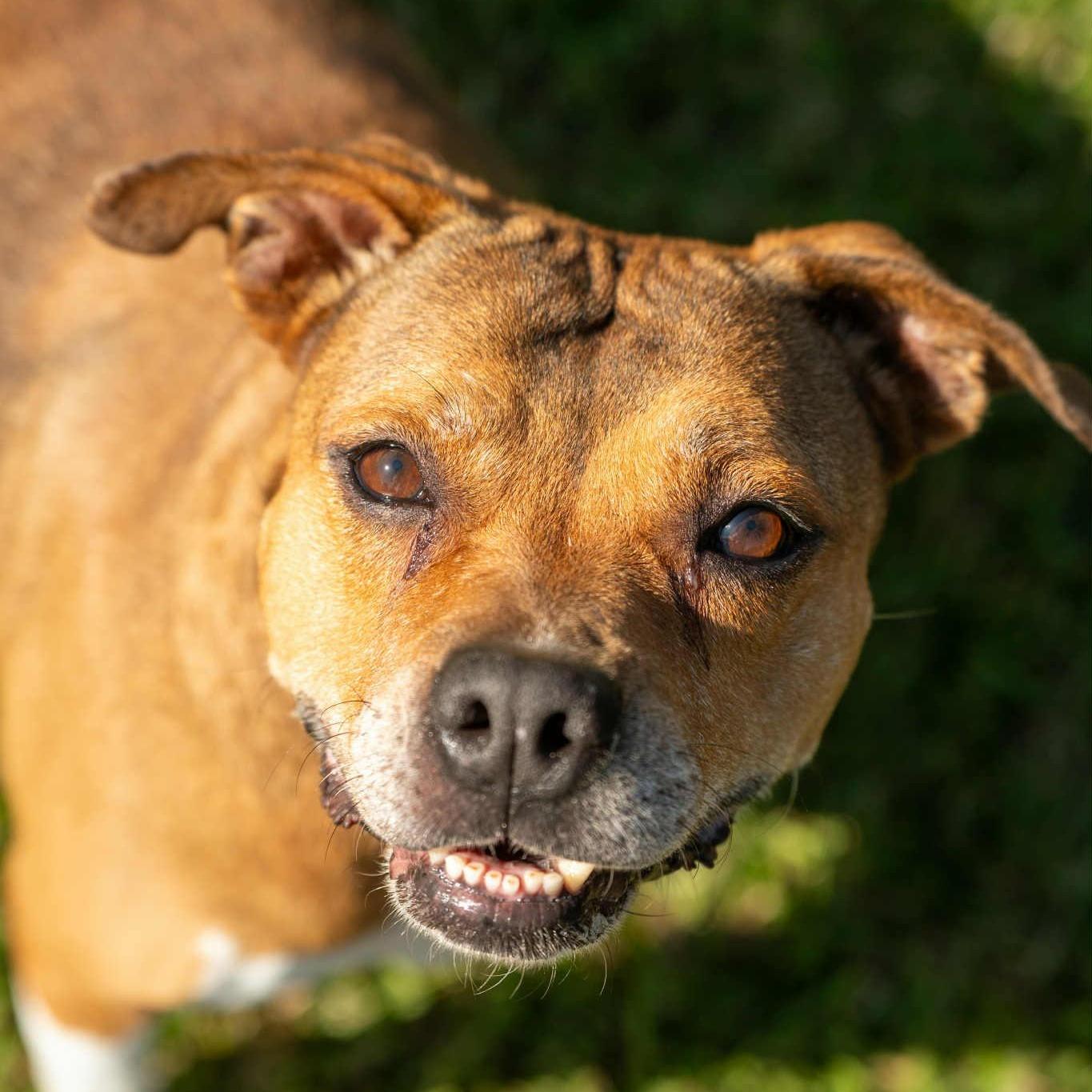 Duchess - 6 yo Senior in foster home