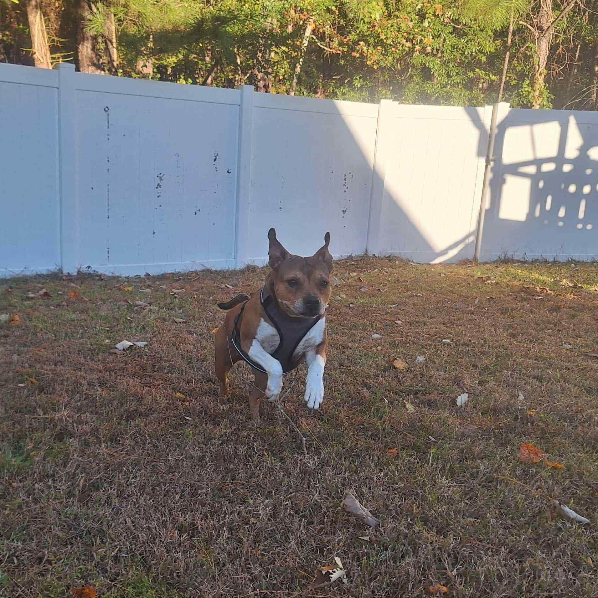 Duchess - 6 yo Senior in foster home